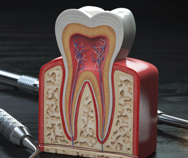 root canal therapy in erdenheim